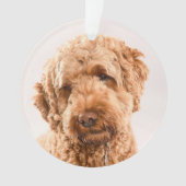 Portrait de Goldendoodle Studio (devant)