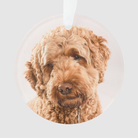 Portrait de Goldendoodle Studio (devant)