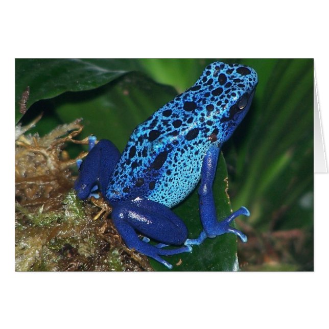 Portrait de grenouille à poison bleu (Devant horizontal)