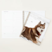 Portrait de Husky Sibérien (Devant avec enveloppe)