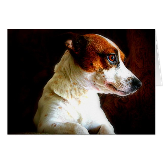 Portrait de Jack Russell (Devant Horizontal)