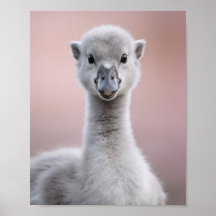 Portrait de jeune cygne – Art mural d'animal de nu