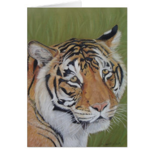portrait de la faune photo de tiger gros chat