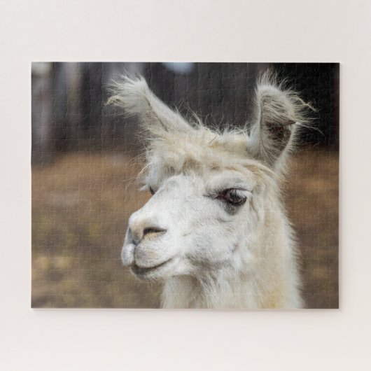 Portrait de lama blanc, puzzle (Horizontal)