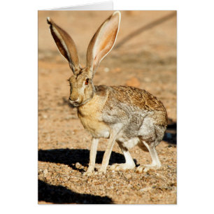 Portrait de lièvre antélope, Arizona