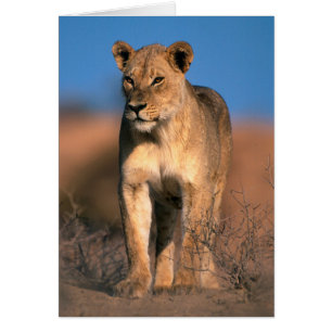 Portrait De Lioness (Panthera Leo)