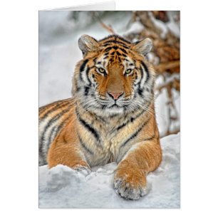 Portrait de neige de tigre