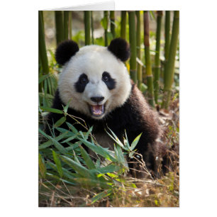 Portrait de panda souriant
