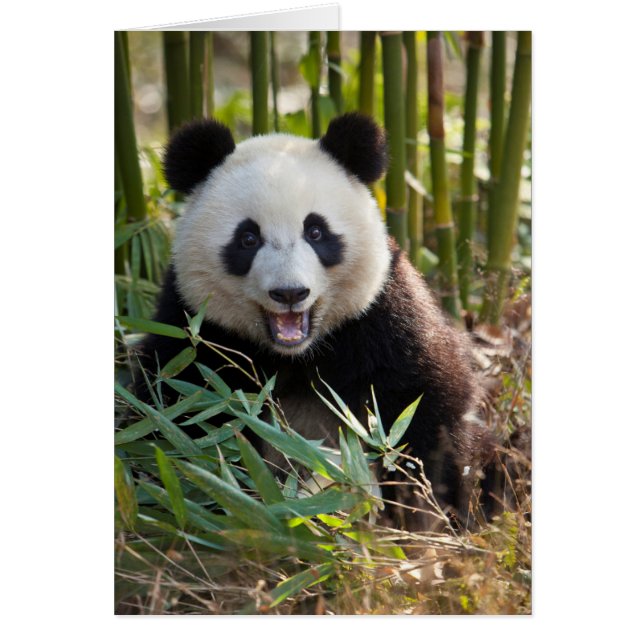 Portrait de panda souriant (Devant)