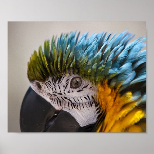 Portrait de perroquet Macaw - Impression d'art fin (Devant)