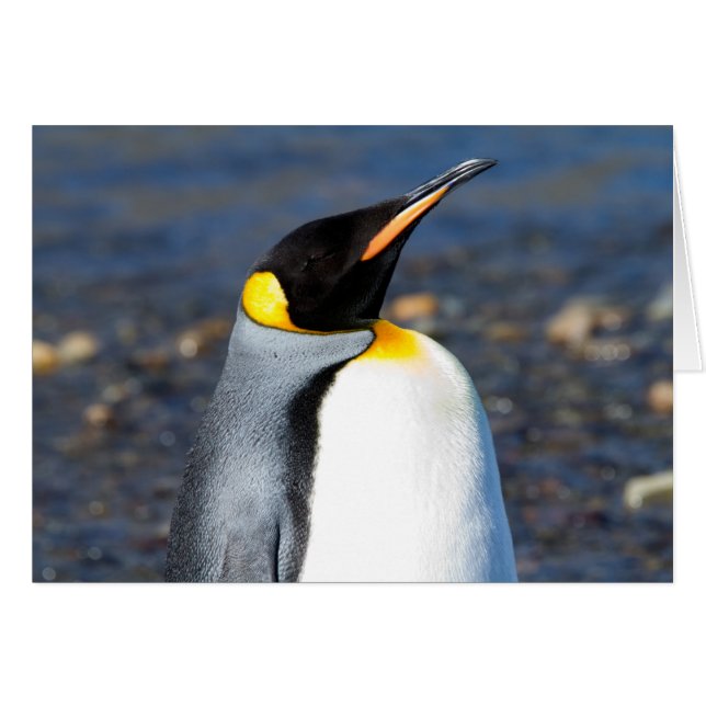 Portrait de pingouin (Devant horizontal)