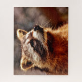 Portrait de raton laveur, puzzle (Vertical)