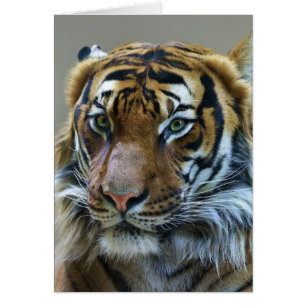 Portrait de tigre étonnant