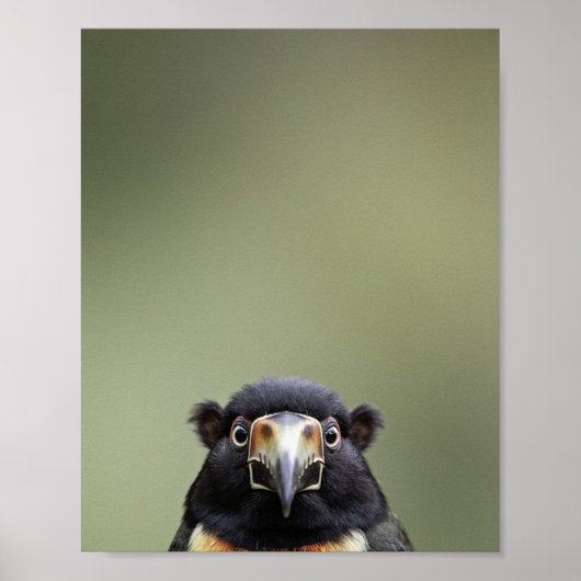 Portrait de Toucan Bébé – Décoration Murale Animau (Devant)