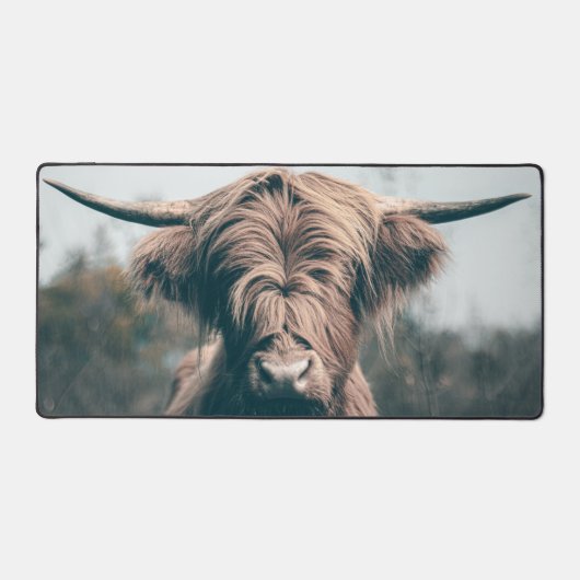 Portrait de vache Highland (Recto)