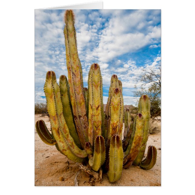 Portrait de vieux cactus, Mexique (Devant)