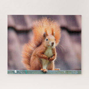 Portrait d'écureuil, puzzle