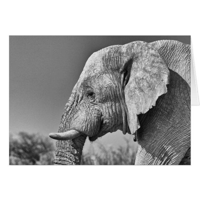 Portrait d'éléphant (Devant Horizontal)