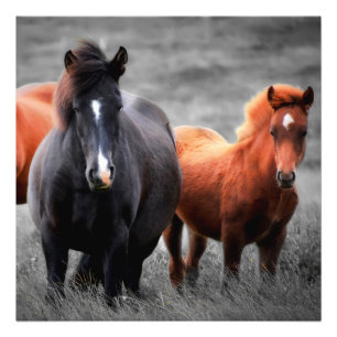 Portrait des chevaux : Photographie couleur sélect