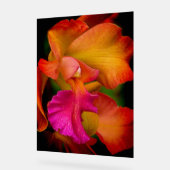 Portrait d'Orchidée Cattleya (Angle)