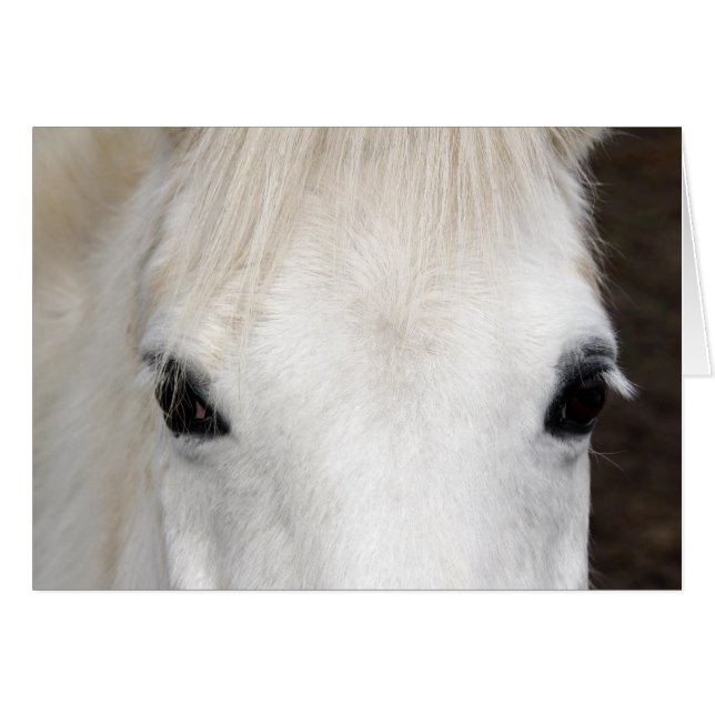 Portrait du cheval blanc (Devant Horizontal)