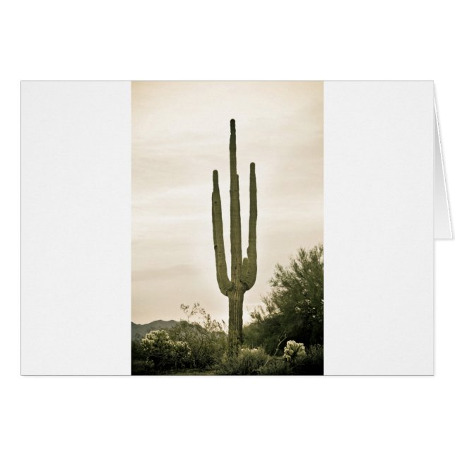 Portrait du désert géant Saguaro Sonoran (Devant horizontal)