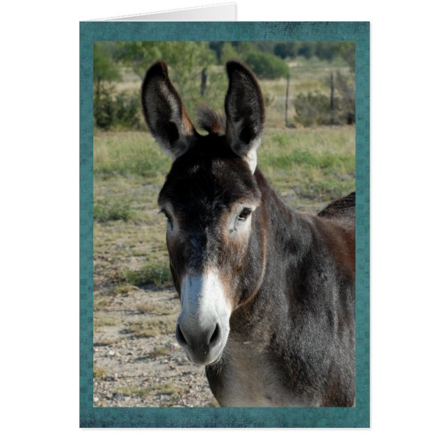 Portrait d'un burro (Devant)