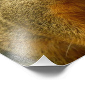 Portrait d'un écureuil Nature Animal Photographie (Coin)