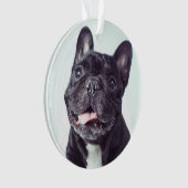 Portrait d'un joyeux Bulldog français (devant)