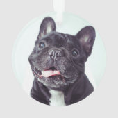 Portrait d'un joyeux Bulldog français (dos)