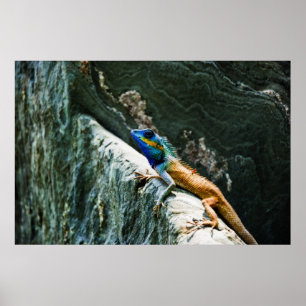 Portrait d'un lézard de jardin oriental - Poster