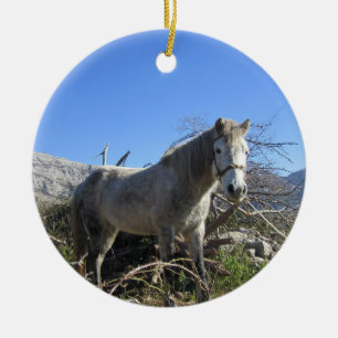 Portrait d'un ornement de cheval