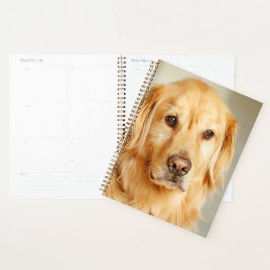 Portrait Golden Retriever (Devant avec enveloppe)