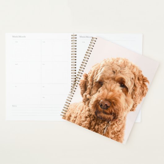 Portrait Goldendoodle Studio (Devant avec enveloppe)