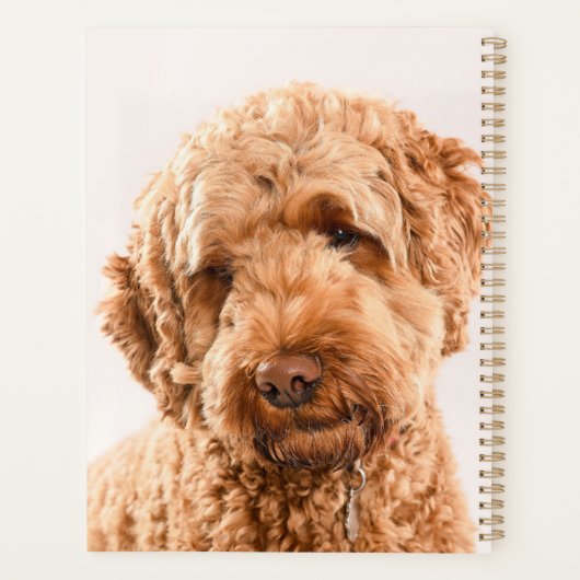 Portrait Goldendoodle Studio (Dos)