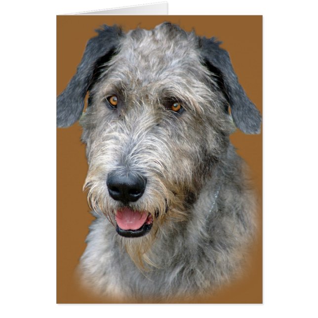 Portrait irlandais Wolfhound (Devant)