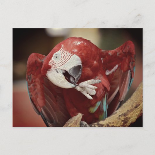 Portrait macaw chloroptera briefkaart (Voorkant)