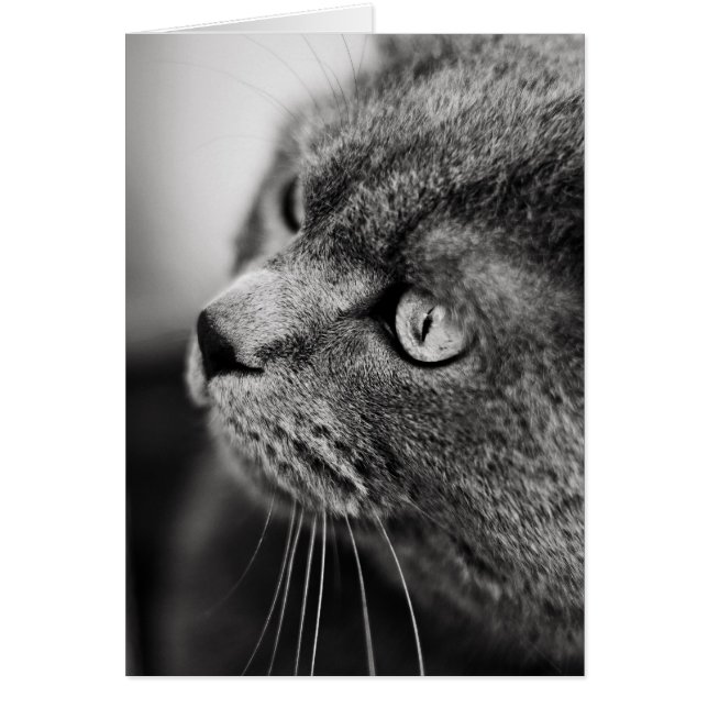 Portrait noir et blanc d'un chat - carte (Devant)