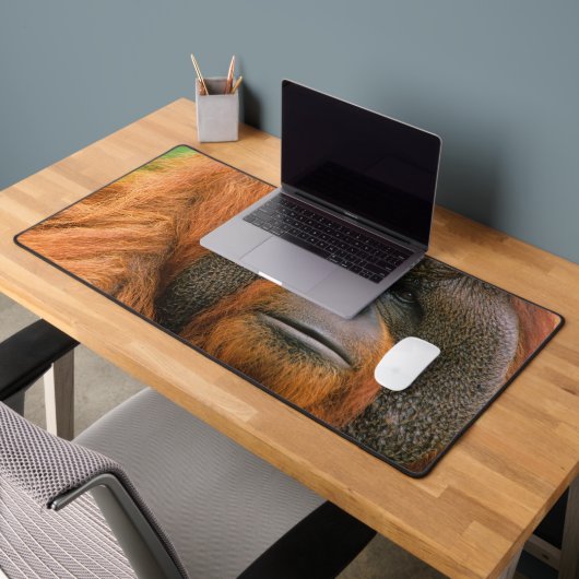 Portrait of Orang-utang Male, Georgia, USA (Bureau 2)