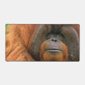 Portrait of Orang-utang Male, Georgia, USA (Recto)