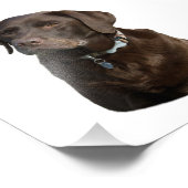 Portrait photo du chocolat Labrador (Coin)