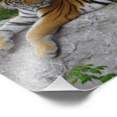 Portrait Photo d'un tigre de Sibérie (Coin)