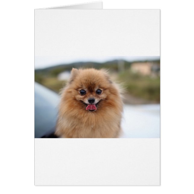 Portrait Pomeranian Dog (Voorkant)