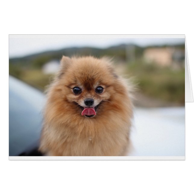 Portrait Pomeranian Dog (Devant horizontal)