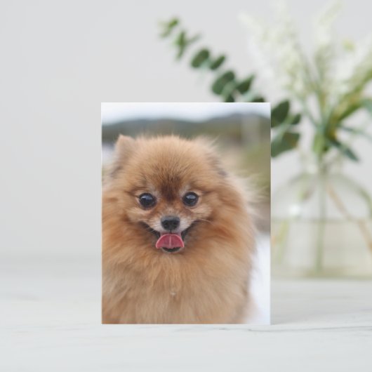 Portrait Pomeranian Dog Briefkaart (Staand voorkant)