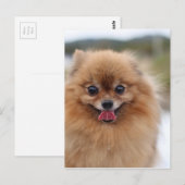 Portrait Pomeranian Dog Briefkaart (Voorkant / Achterkant)