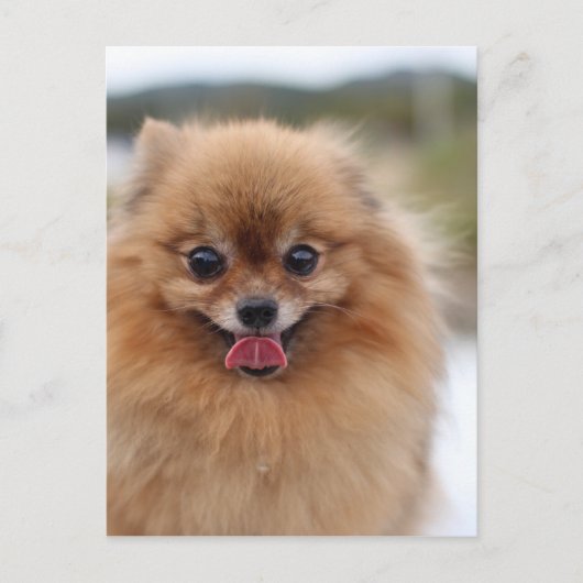 Portrait Pomeranian Dog Briefkaart (Voorkant)