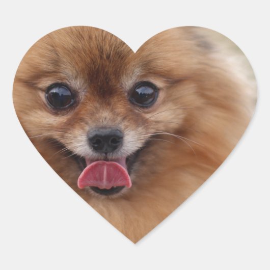 Portrait Pomeranian Dog Hart Sticker (Voorkant)