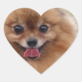 Portrait Pomeranian Dog Hart Sticker