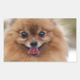 Portrait Pomeranian Dog Rechthoekige Sticker